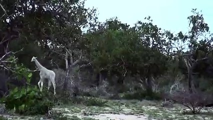 L’unique girafe blanche  au Kenya a été tuée par des chasseurs.