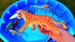 Learn Colors With Sea Wild Animals Blue Water Shark Toys For Kids