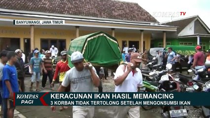 Makan Ikan Buntal, 3 Orang Tewas Keracunan