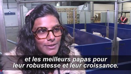 De Brest en Chine, voyage "VIP" pour 1.000 cochons reproducteurs