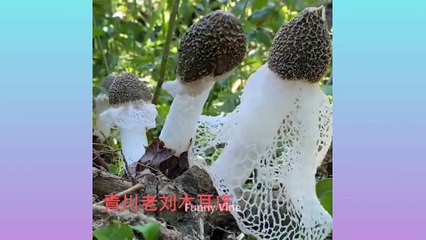 Oddly Satisfying Video that Relaxes You Before Sleep ▶65