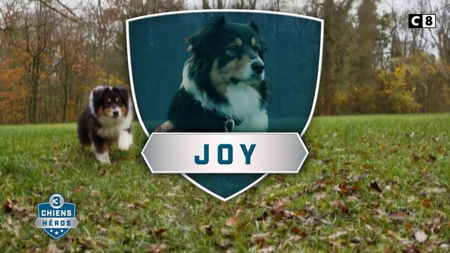 AVANT-PREMIERE: Découvrez les premières images de la série documentaire 3 chiens héros diffusée vendredi soir en prime sur C8 - VIDEO