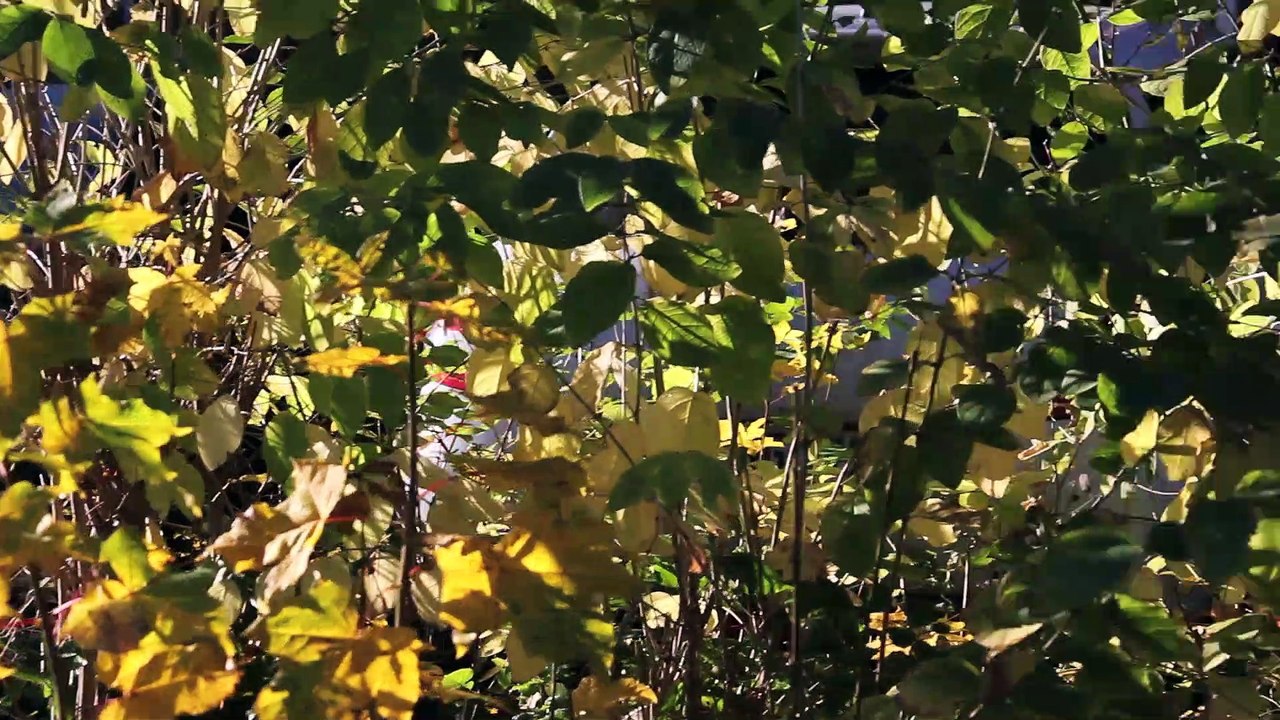 Spirit sound pinneberg 2013 folge 17 /full film/complete movie/ganzer film