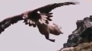 Top 12 Dangerous Attack From the SKY || Top 5 best eagle attacks || the best of eagle attacks on huma || Top 7 Best Eagle Attacks (What size of prey can eagles