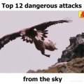 Top 12 Dangerous Attack From the SKY || Top 5 best eagle attacks || the best of eagle attacks on huma || Top 7 Best Eagle Attacks (What size of prey can eagles