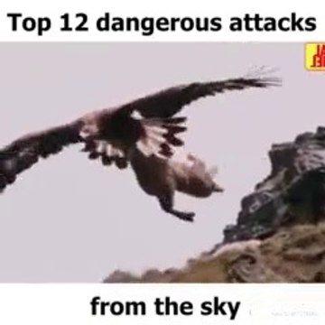 Top 12 Dangerous Attack From the SKY || Top 5 best eagle attacks || the best of eagle attacks on huma || Top 7 Best Eagle Attacks (What size of prey can eagles