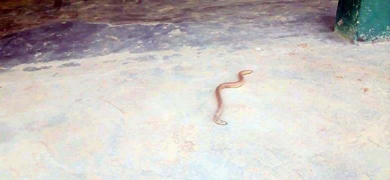 शामली : कांधला के एक विद्यालय में दो फीट लंबा सांप निकलने से मचा हडकंप