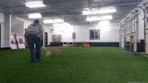Dog Jumps and Catches Frisbee as Owner Throws It in the Air
