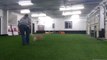 Dog Jumps and Catches Frisbee as Owner Throws It in the Air