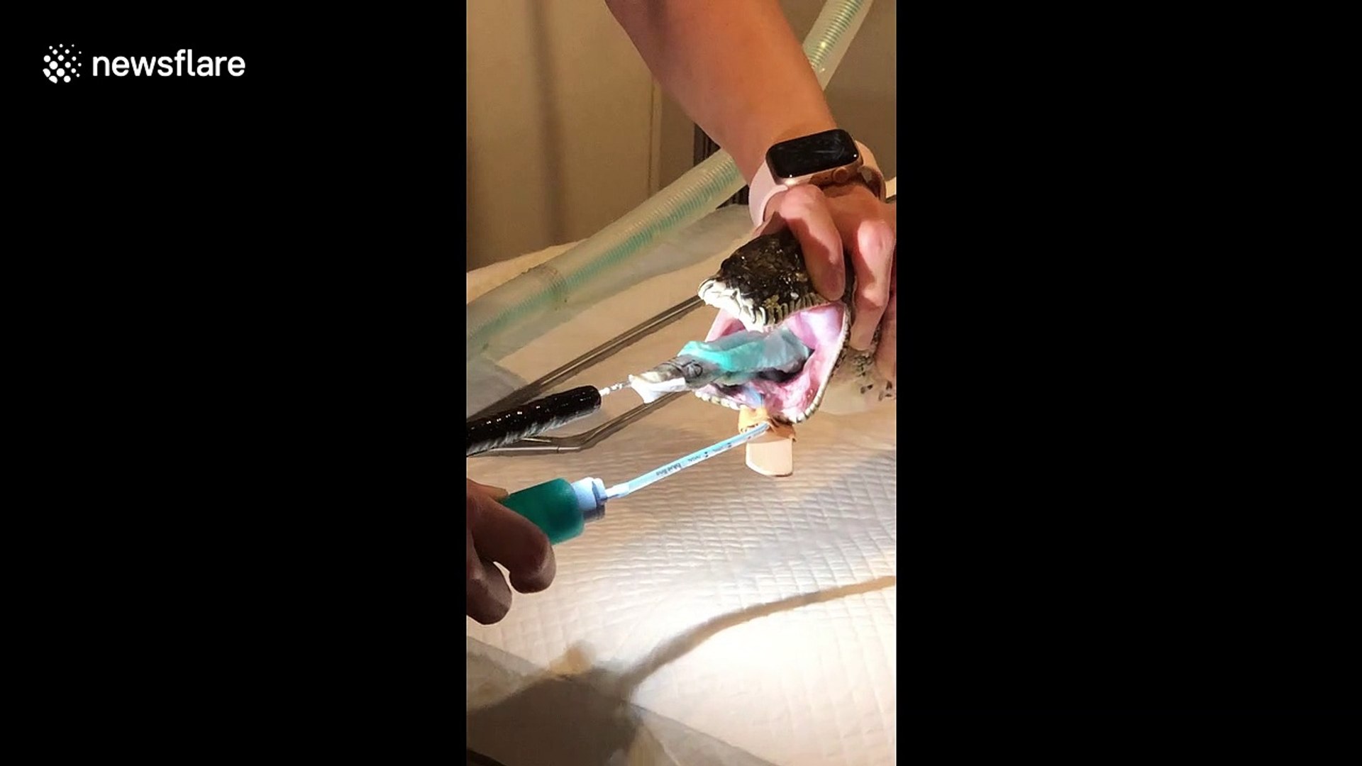 ⁣Vets in Australia pull beach towel out of python's mouth