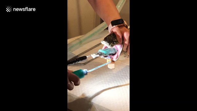 Vets in Australia pull beach towel out of python's mouth