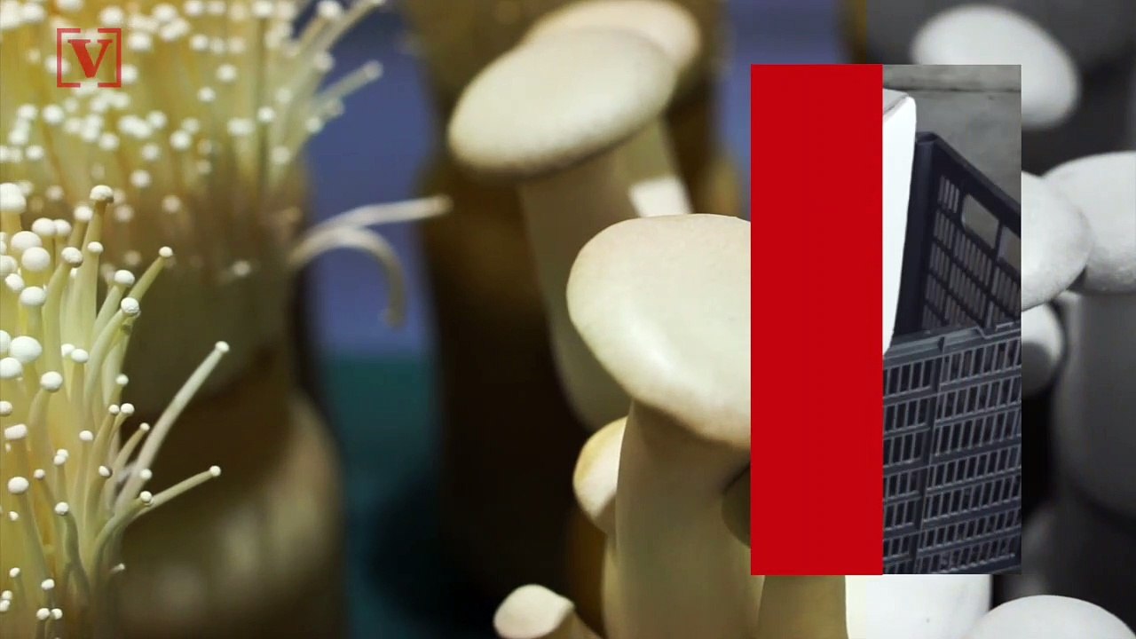 Listeria Outbreak Due to Contaminated Enoki Mushrooms