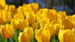 Vos Questions Jardin: Mes bulbes de tulipes ne fleurissent pas
