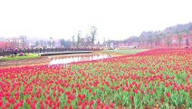 Amazing sea of tulips bloom in Chinese town