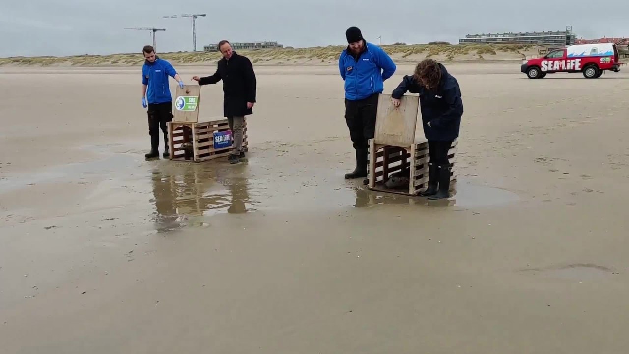 Deux phoques remis à la mer à Blankenberge