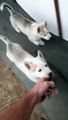 Adorable Husky Puppies Love Their Treadmill