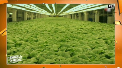 Agriculture 2.0 : Des plantes à la croissance exponentielles !