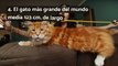 12 datos curiosos de los gatos