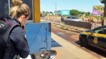 PRF prende motociclista com sacola de maconha entre as pernas no Paraná