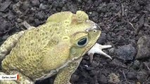 Scientists Capture Toad Eating Venomous Scorpion On Camera