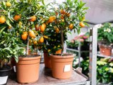 How to Create an Indoor Orchard with (Easy-to-Grow) Miniature Fruit Trees