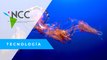 Medusas aliadas en la protección y limpieza de los océanos
