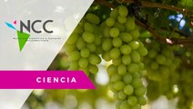 Cambio climático amenaza la producción de vino en España-