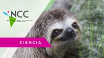 Los animales silvestres como mascotas: una fuente de enfermedades