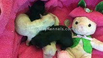 Maltipoo newborn puppies