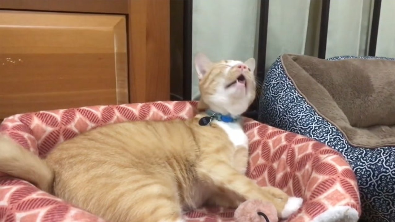 This Cat Is All Of Us During Allergy Season