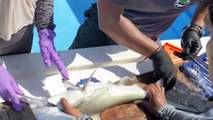 Marcan tiburones martillo en Galápagos para rastrear su ruta en el Pacífico
