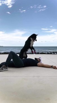 Rescue Border Collie Practices Her CPR