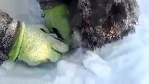 Il sauve un chien piégé dans la glace