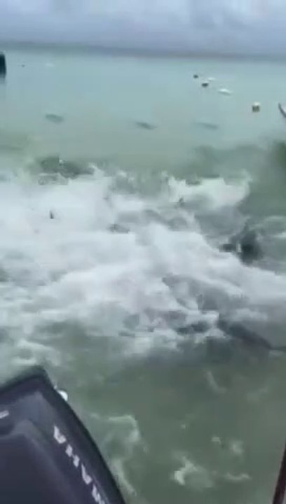 Il lance un thon à la mer, ce qui se passe ensuite est incroyable