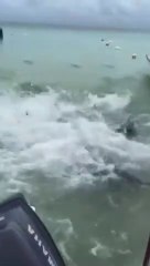 Il lance un thon à la mer, ce qui se passe ensuite est incroyable