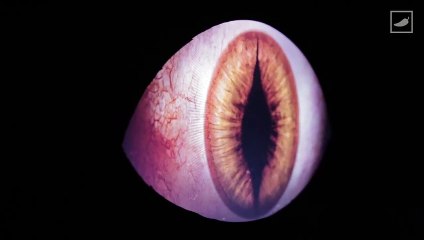 En casa con mis monstruos de Guillermo Del Toro