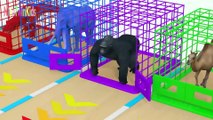 Learn Colors Animals Name and Sounds with Animals Water Slide Racing and Magic Liquid for Kids