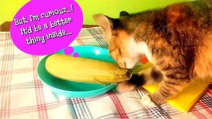 Cute Cat Eats Corn! | Cat Reaction | Funny Animal
