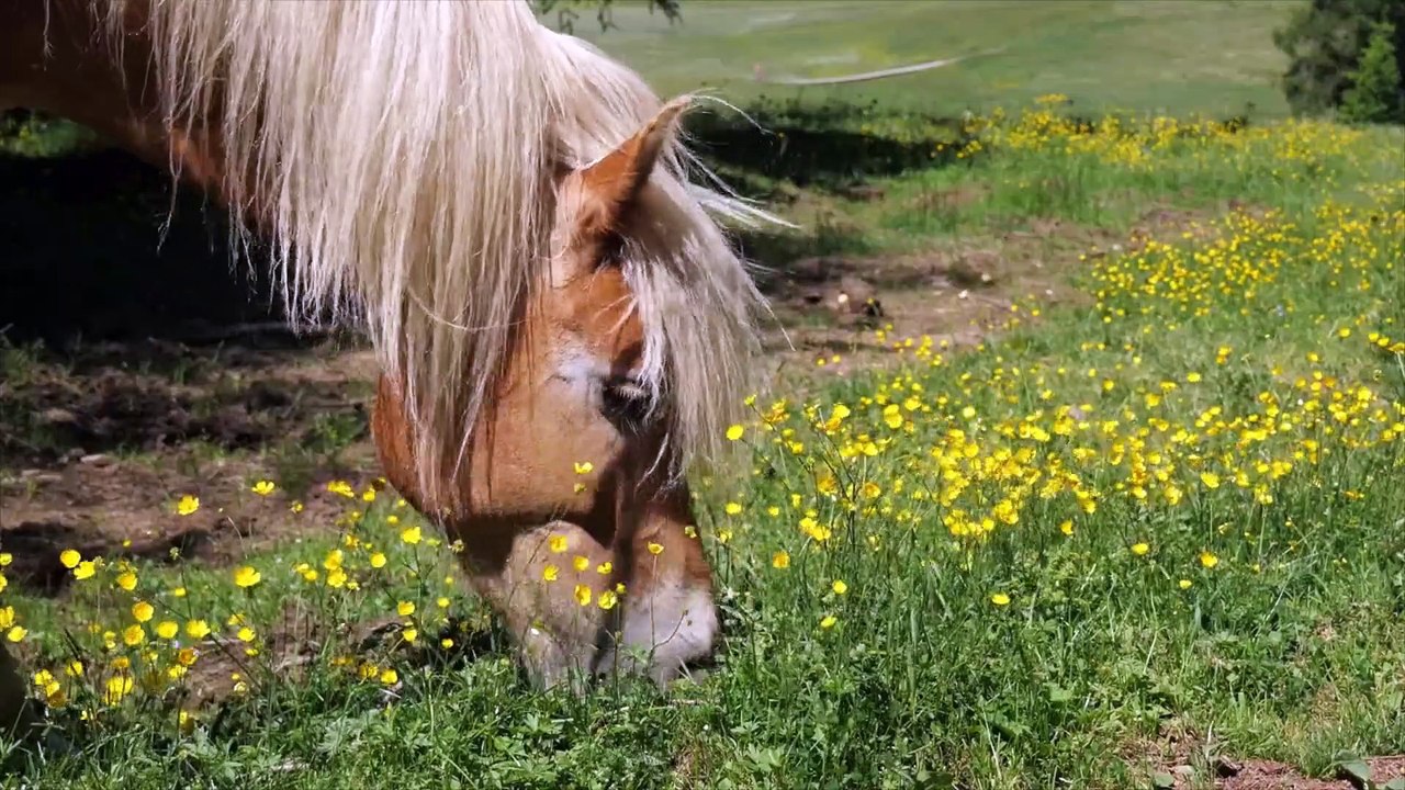 Horses
