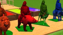 Gorillas Riding On Wild Animals Transformed To Color Animals With Shapes