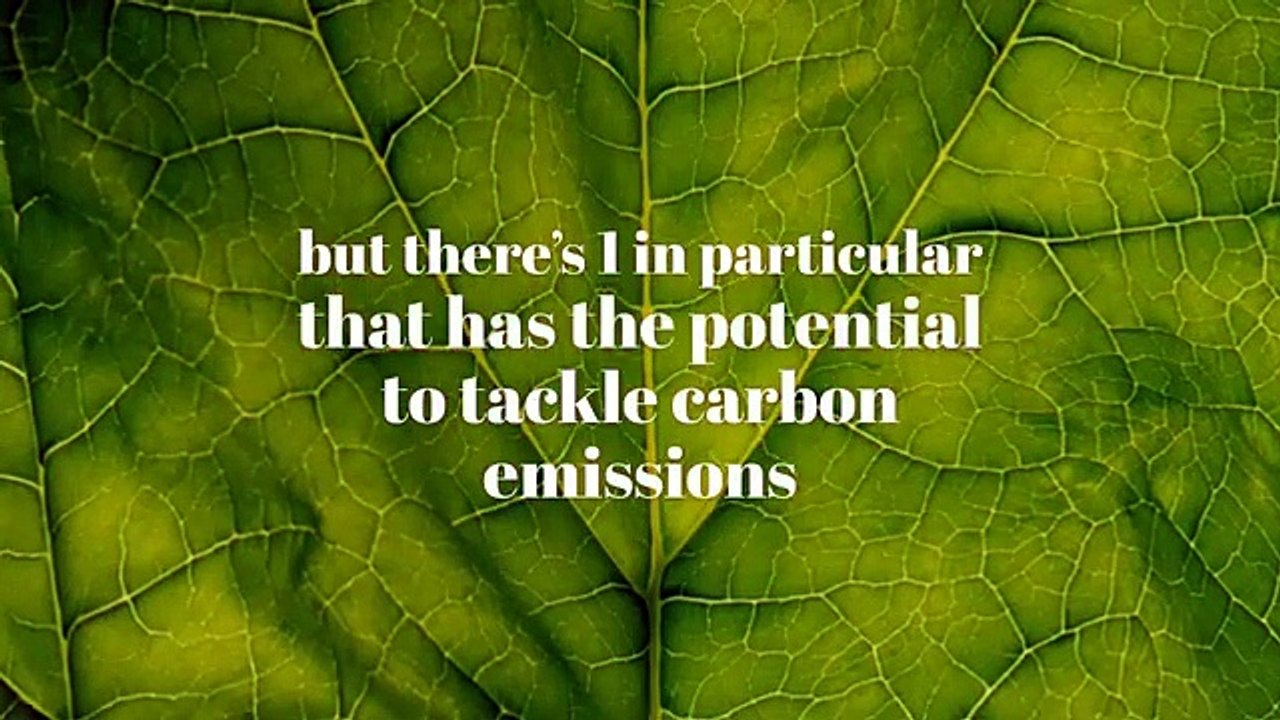 y2mate.com - Plant A Flower Day _ March 12th _ Seed Processing, Packing, Storage _ Jam Jam Group_9BTYNxQbm9c_360p