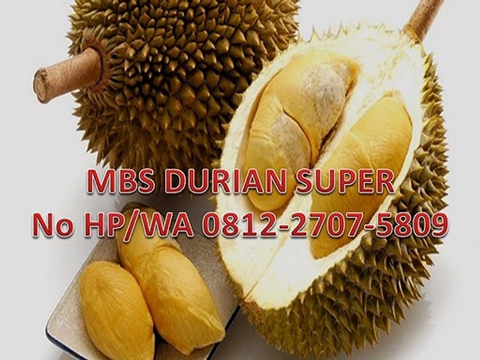 GROSIR, WA 0812-2707-5809, Bibit Durian Unggul Sulawesi Selatan