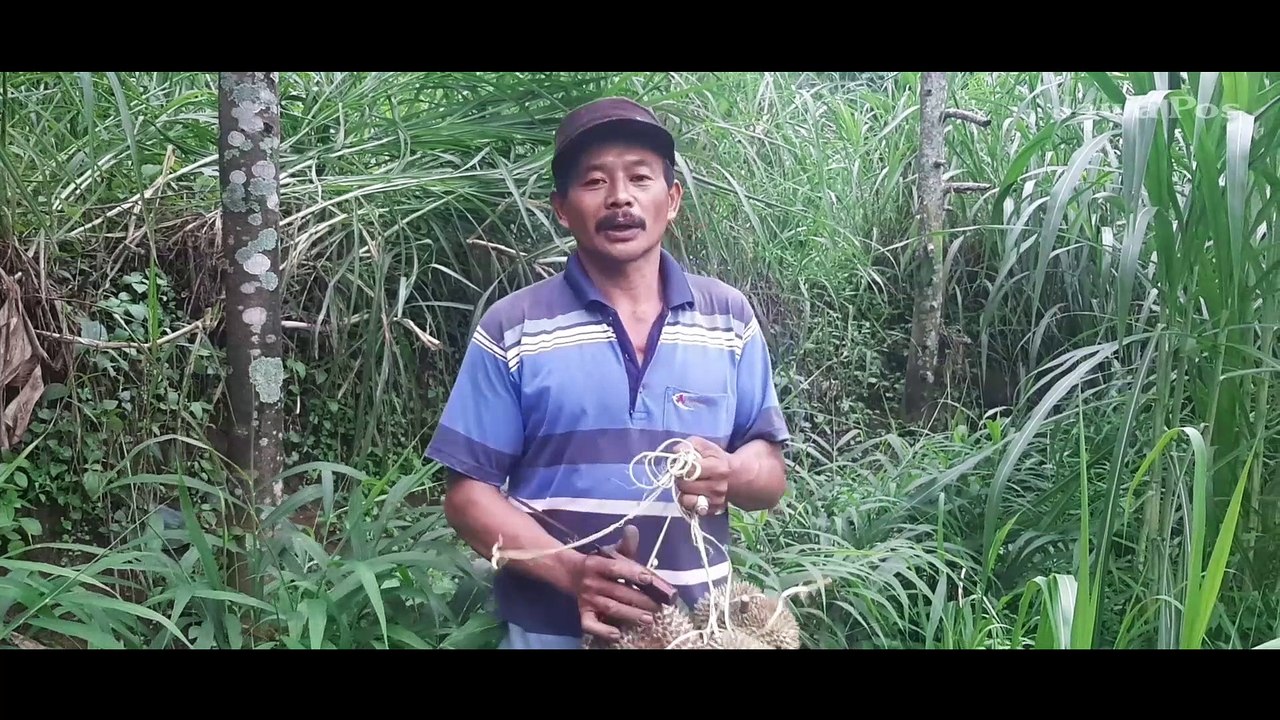 Durian Bromo