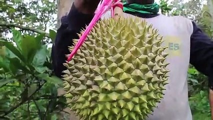 Durian Elang dari Wonosalam Jombang, Sudah Dipesan meski Belum Matang