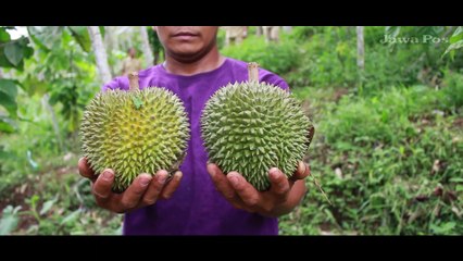 Durian Kembang Lumajang