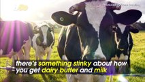 There’s Something Stinky About How You Get Dairy Butter and Milk
