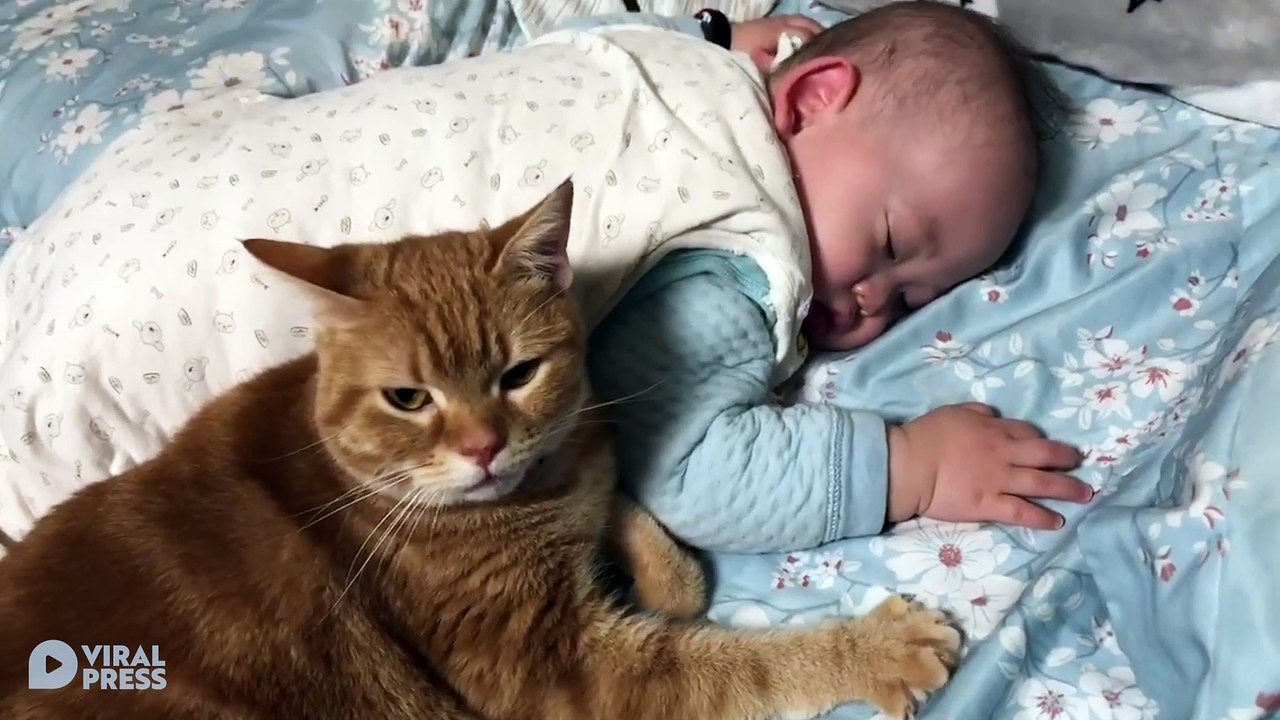 Loving Cat Babysits For Sleeping Infant