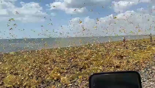Birleşmiş Milletler: Çöl çekirgeleri yeniden üremeye başladı