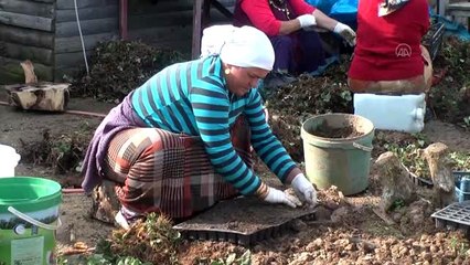 Ordu'da sağlık hizmeti vatandaşın ayağına götürülüyor
