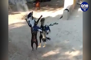 मुर्गे ने दो कुत्तों को दौड़ा-दौड़ाकर मारा, वायरल वीडियो